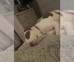 Small #14 American Staffordshire Terrier Mix