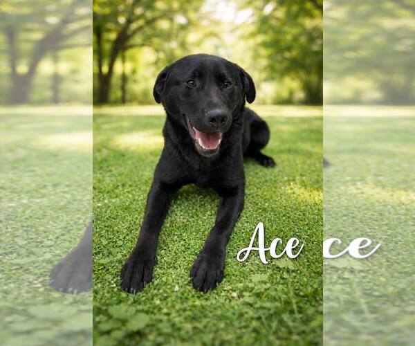 Medium Photo #2 Labrador Retriever-Unknown Mix Puppy For Sale in Rootstown, OH, USA