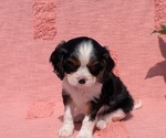 Small Photo #19 Cavalier King Charles Spaniel Puppy For Sale in GOSHEN, IN, USA
