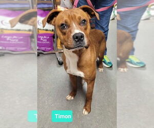 American Pit Bull Terrier-Labrador Retriever Mix Dogs for adoption in Richmond, IN, USA