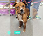 Small American Pit Bull Terrier-Labrador Retriever Mix