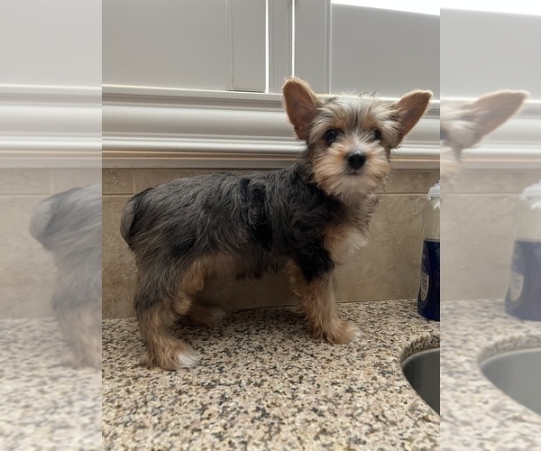 Medium Photo #5 Yorkshire Terrier Puppy For Sale in JURUPA VALLEY, CA, USA