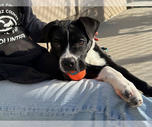 Medium Photo #1 American Bulldog-Unknown Mix Puppy For Sale in Santa Cruz, CA, USA