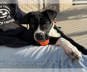 American Bulldog-Unknown Mix Dogs for adoption in Santa Cruz, CA, USA