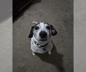 Skeeter - Male Beagle Dog for Adoption - Photo #5