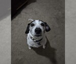 Small #4 Beagle