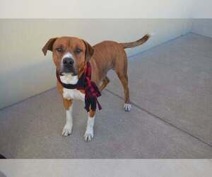 Mutt Dogs for adoption in McKinney, TX, USA