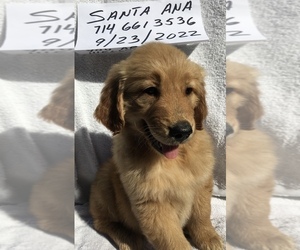 Golden Retriever Puppy for sale in SANTA ANA, CA, USA