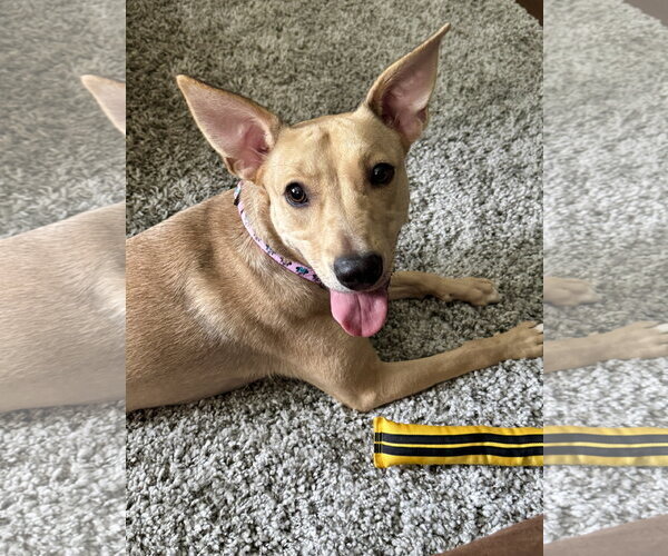 Medium Photo #4 Black Mouth Cur-Carolina Dog Mix Puppy For Sale in Walnutport, PA, USA