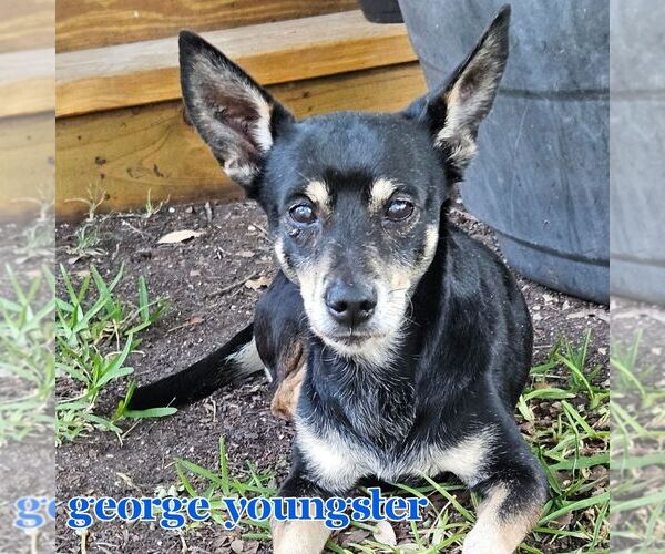 Medium Photo #4 Chiweenie Puppy For Sale in San Antonio, TX, USA