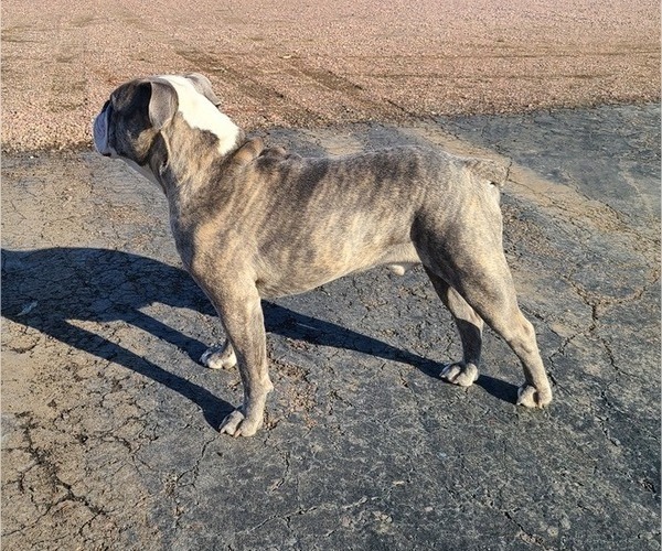 Medium Photo #1 Olde English Bulldogge Puppy For Sale in VALLEY SPRINGS, SD, USA