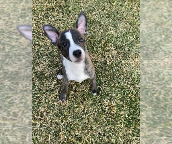 Medium Photo #19 Mutt Puppy For Sale in Plainfield, IL, USA