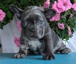 Small #10 French Bulldog