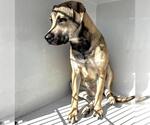 Small #1 Black Mouth Cur