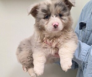 Pembroke Welsh Corgi Puppy for sale in MILTON, WI, USA