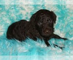 Image preview for Ad Listing. Nickname: chocolate
