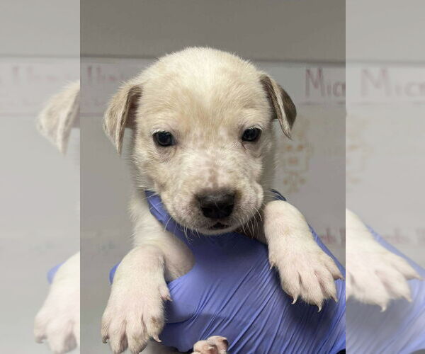 Medium Photo #1 Great Dane-Unknown Mix Puppy For Sale in Bolivar, MO, USA