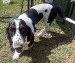 Small #3 Basset Hound