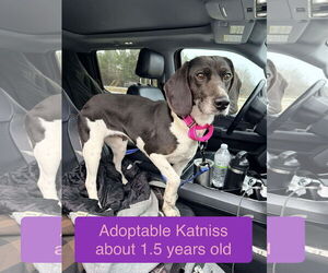 Beagle-Unknown Mix Dogs for adoption in Roxboro, NC, USA