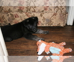 Small Photo #4 Akita-German Shepherd Dog Mix Puppy For Sale in MOODUS, CT, USA