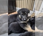 Small Photo #10 German Shepherd Dog Puppy For Sale in BOWLING GREEN, KY, USA