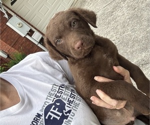 Chesapeake Bay Retriever Puppy for sale in COOKEVILLE, TN, USA
