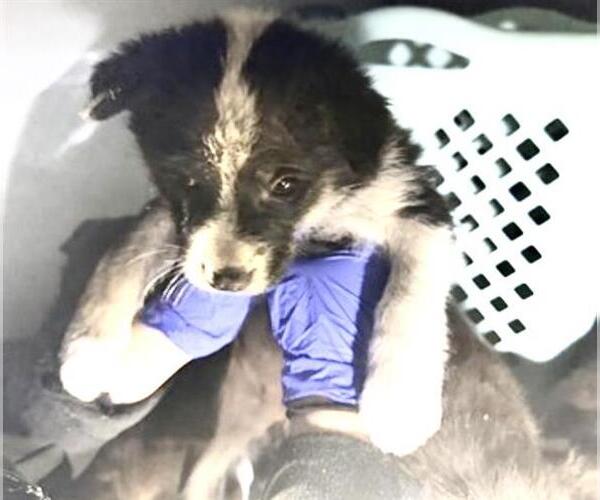 Medium Photo #1 Mutt Puppy For Sale in Houston, TX, USA