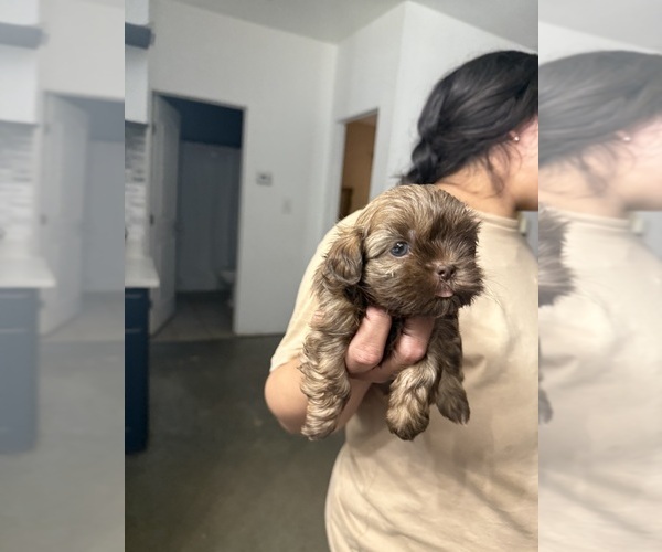 Medium Photo #4 Shih Tzu Puppy For Sale in DEL VALLE, TX, USA