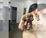 Small #3 Shih Tzu