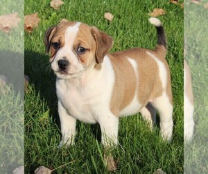 Beagle-Puggle Mix Puppy for sale in FREDERICKSBURG, OH, USA