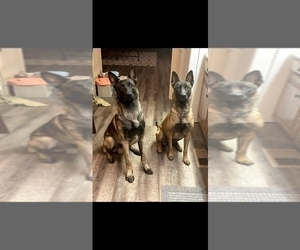 Belgian Malinois Puppy for Sale in HUNTSVILLE, Texas USA