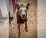 Small #9 Australian Kelpie