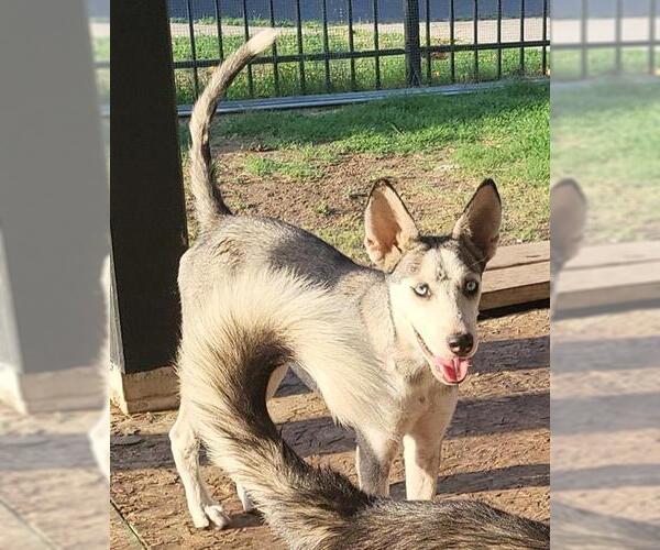 Medium Photo #1 Huskies -Unknown Mix Puppy For Sale in San Antonio, TX, USA