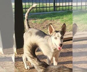 Huskies -Unknown Mix Dogs for adoption in San Antonio, TX, USA