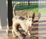 Small Huskies  Mix