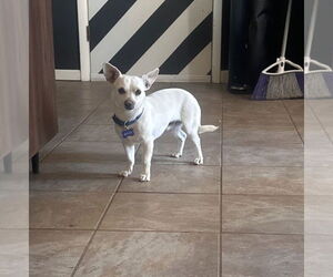 Chihuahua-Unknown Mix Dogs for adoption in Fort Collins, CO, USA