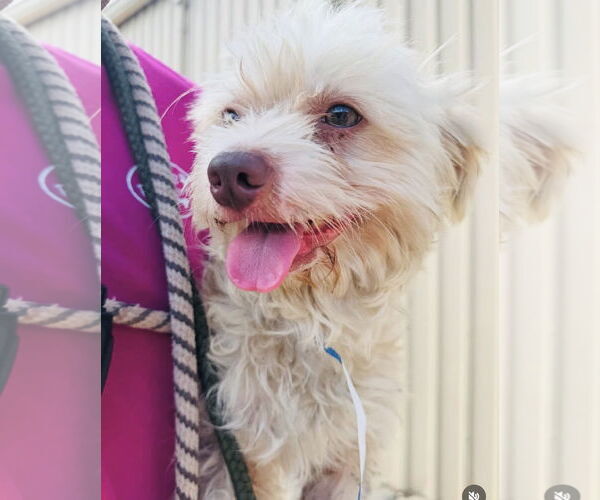 Medium Photo #16 Mutt Puppy For Sale in Houston, TX, USA