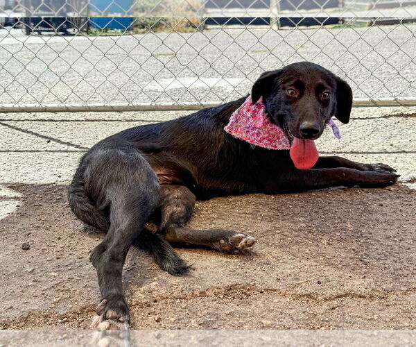 Medium Photo #9 Labrador Retriever-Unknown Mix Puppy For Sale in San Diego, CA, USA