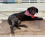 Small #8 Labrador Retriever Mix