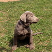 Small Labrador Retriever