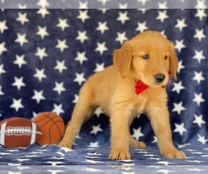 Golden Retriever Puppy for sale in LANCASTER, PA, USA
