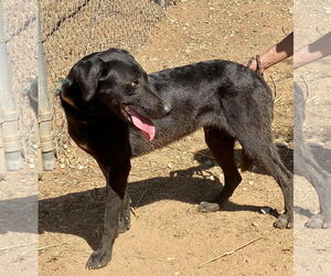 Labrador Retriever Dogs for adoption in San Diego, CA, USA