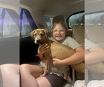 Small #2 American Staffordshire Terrier Mix