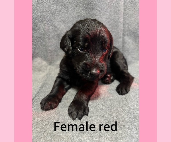 Medium Photo #1 Labradoodle Puppy For Sale in WILLISTON, SC, USA