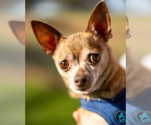 Chihuahua Dogs for adoption in oakland, FL, USA