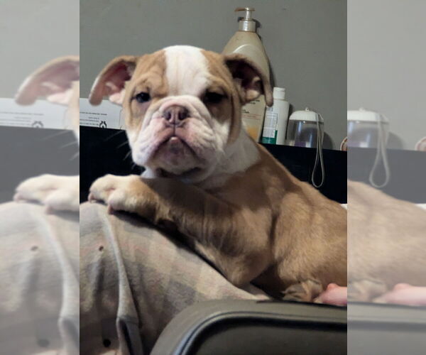 Medium Photo #26 English Bulldog Puppy For Sale in WHITELAND, IN, USA