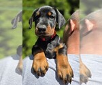 Small Photo #44 Doberman Pinscher Puppy For Sale in WHEELING, IL, USA