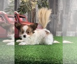 Small #3 Papillon