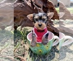 Small Yorkshire Terrier