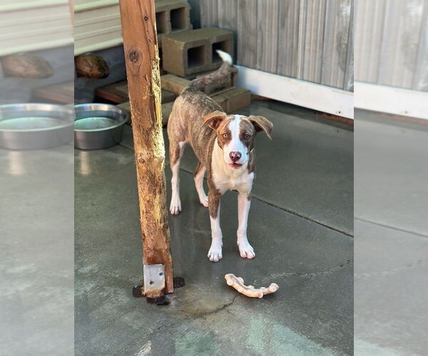 Medium Photo #3 Mutt Puppy For Sale in Oak Bluffs, MA, USA